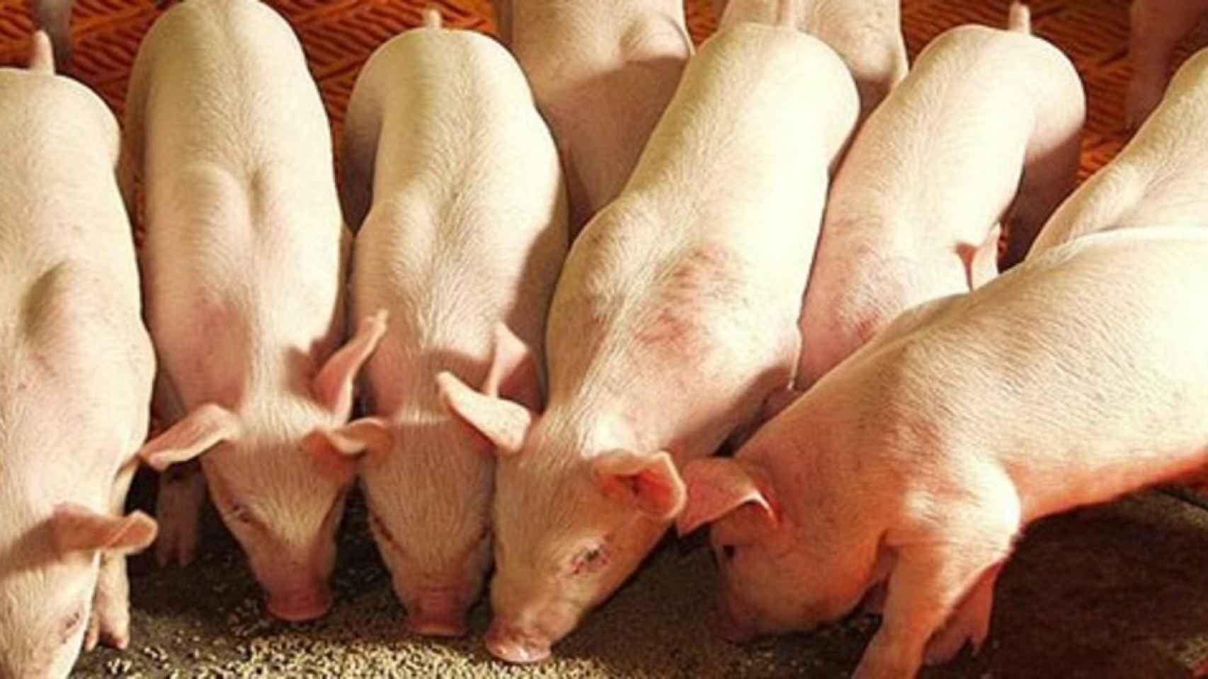 Cerdos a dieta y otras inventivas de China para capear la guerra comercial