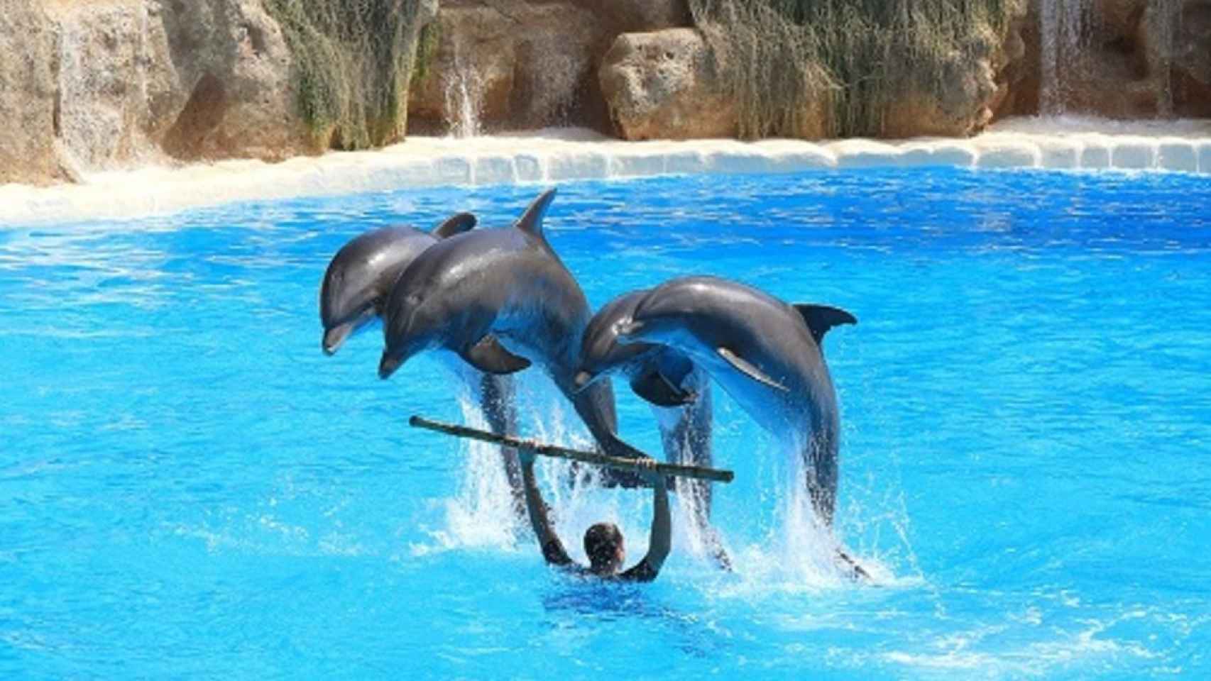 delfin_salto_subir_arriba