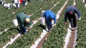 Trabajadores en un campo de Huelva.
