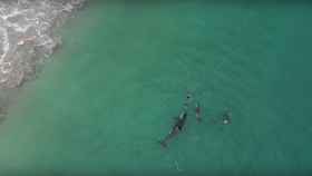 El inquietante vídeo de una nadadora a la que rodearon las orcas