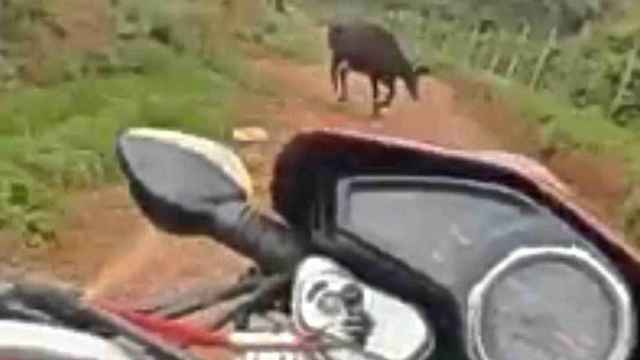 Momento en el que el motorista ve a la vaca
