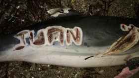 El cuerpo mutilado de la hembra de delfín / asociacionequinac.org