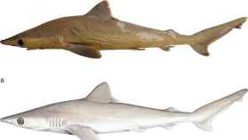 Vista lateral de Carcharhinus obsolerus en la figura superior y representación artística en la inferior
