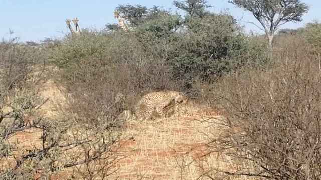 El sorprendente trío de unos guepardos mientras unas jirafas miran