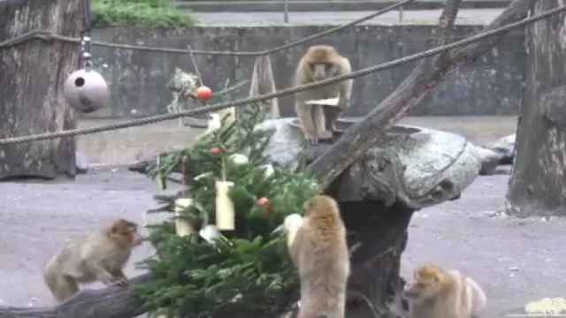 Los monos se pegaron un buen festín con el árbol de Navidad