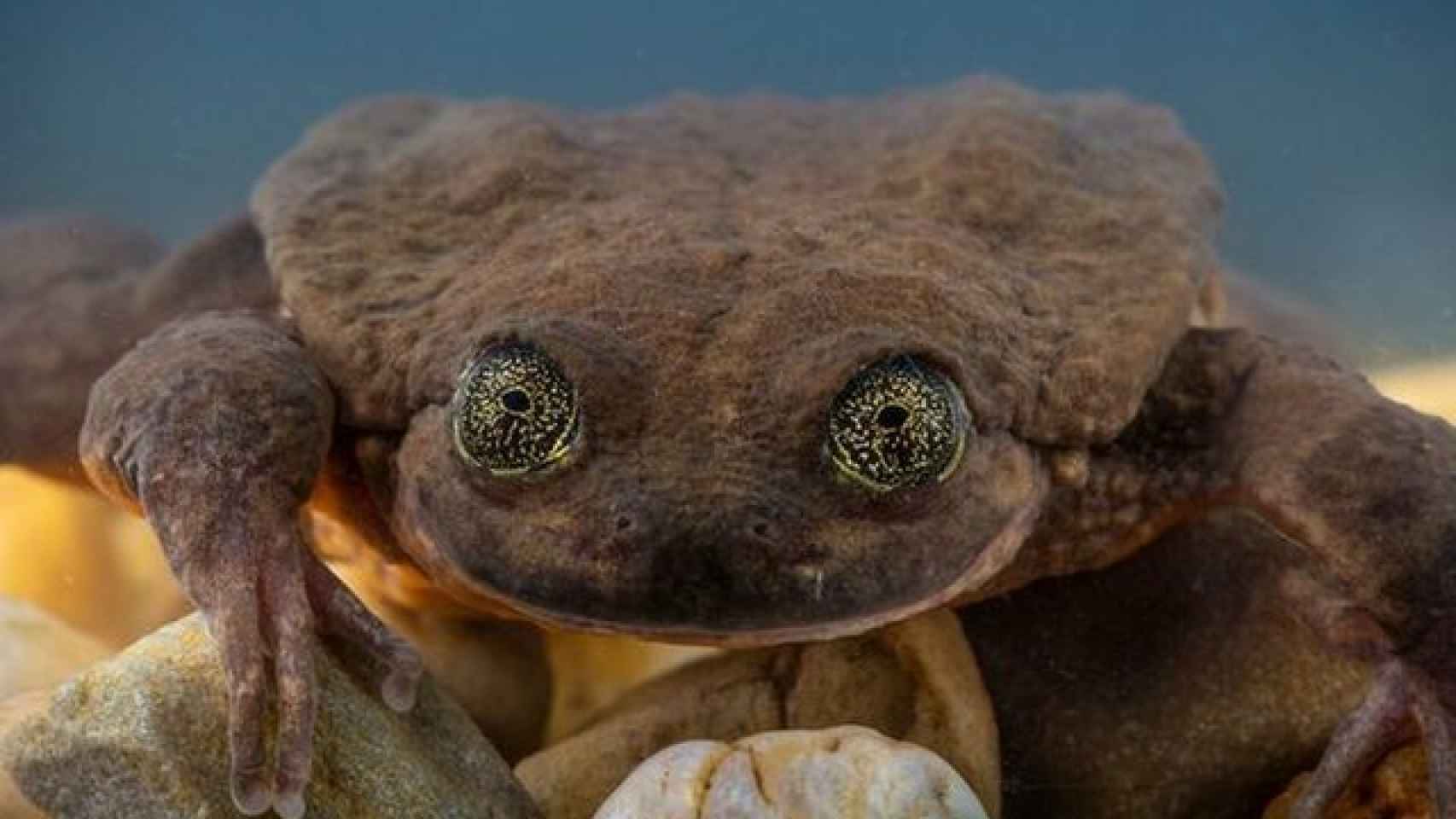 La rana Julieta, de la especie 'Telmatobius yuracar', aún no conoce a su pretendiente