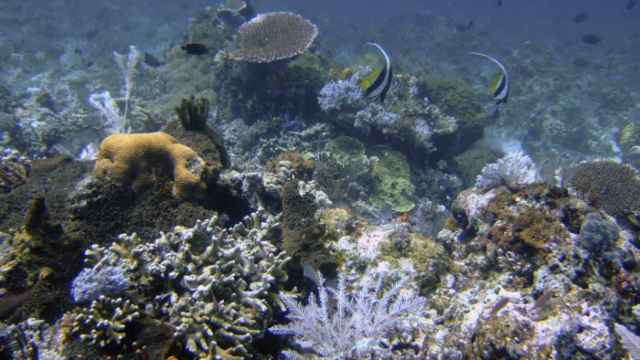 Arrecife de coral cerca de las islas Komodo, Indonesia. AP/Gtres.