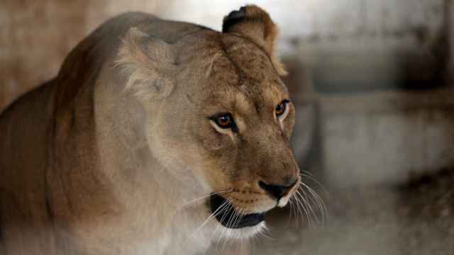 Dos leones matan a un joven de 26 años que se coló en un zoológico en la India