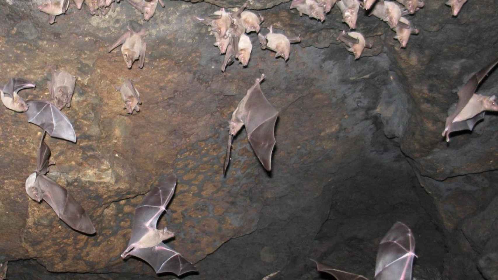 Numerosos ejemplares de murciélago revolotean por la cavidad