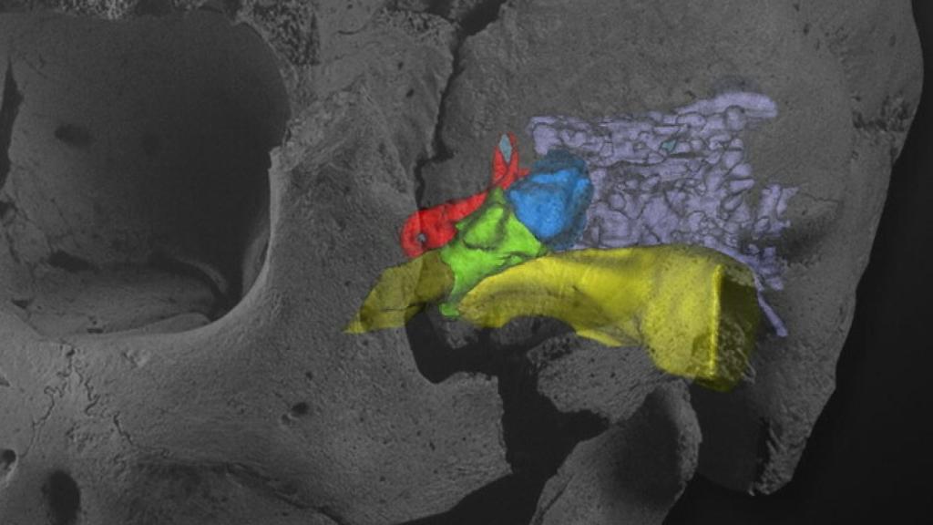 Montaje del Cráneo 5 de la Sima de los Huesos Miguelón con la reconstrucción virtual de las cavidades de su oído izquierdo
