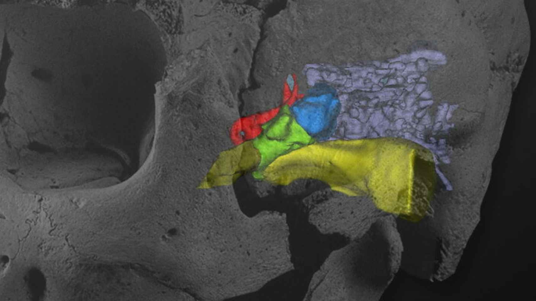Montaje del Cráneo 5 de la Sima de los Huesos Miguelón con la reconstrucción virtual de las cavidades de su oído izquierdo