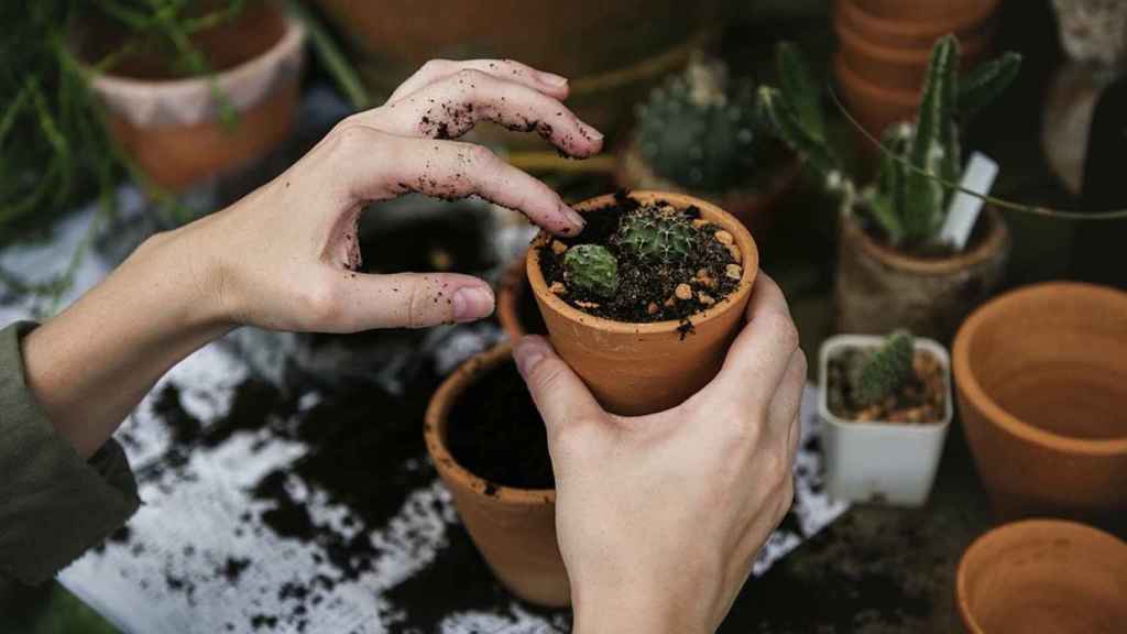 Utiliza esquejes para multiplicar tus plantas