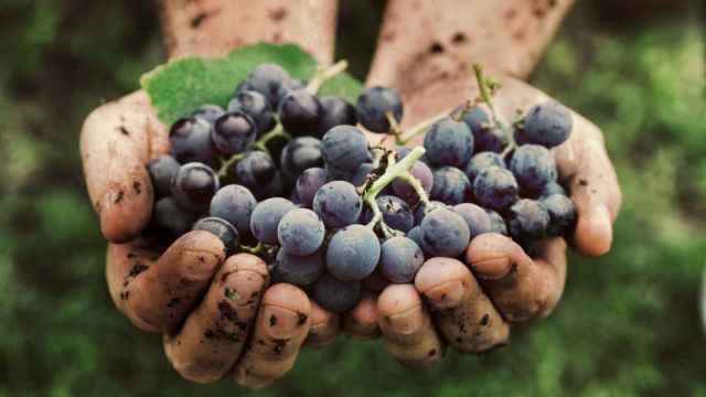 Grapes harvest