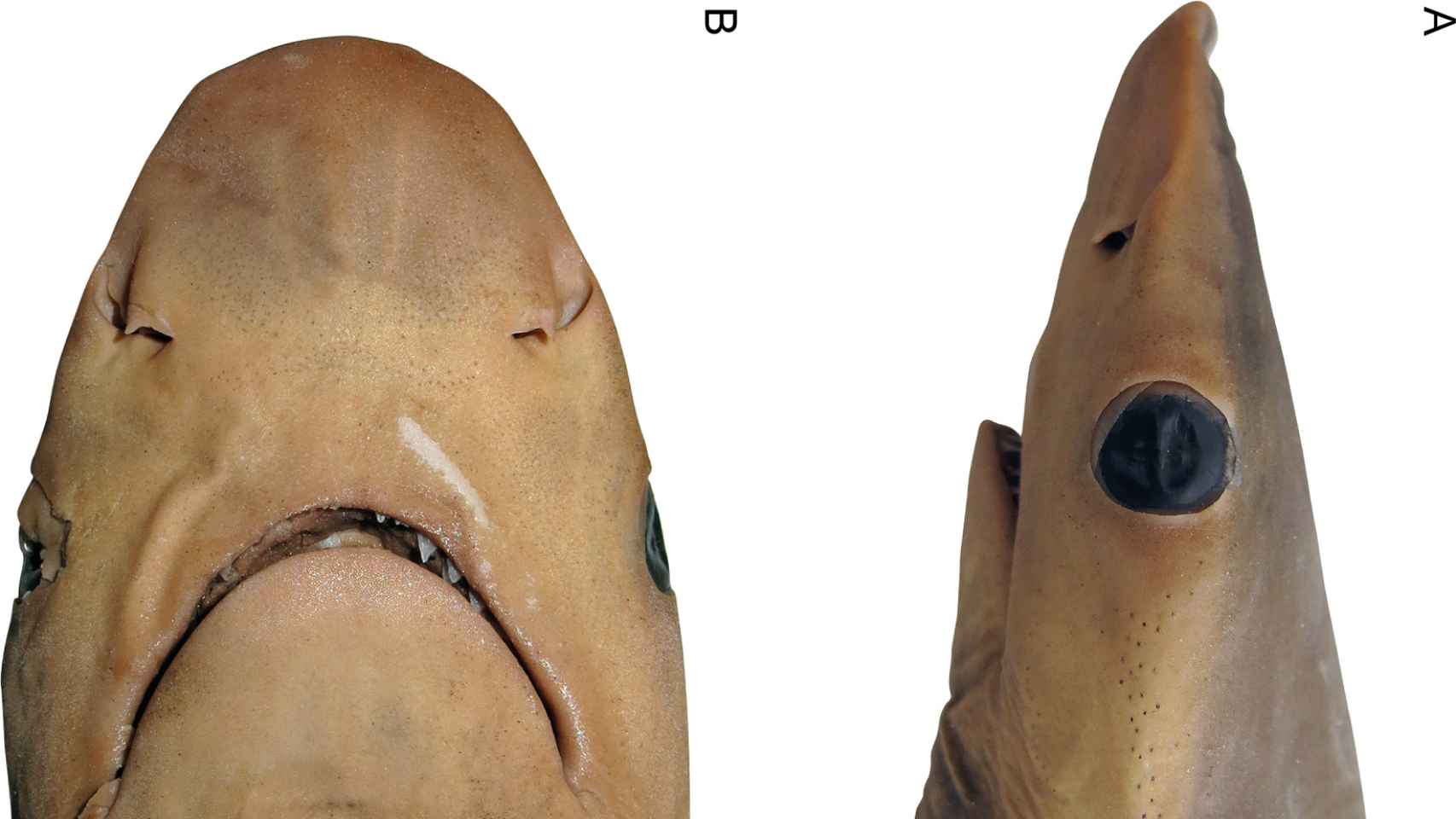 La cabeza de un ejemplar conservado de Carcharhinus obsolerus.