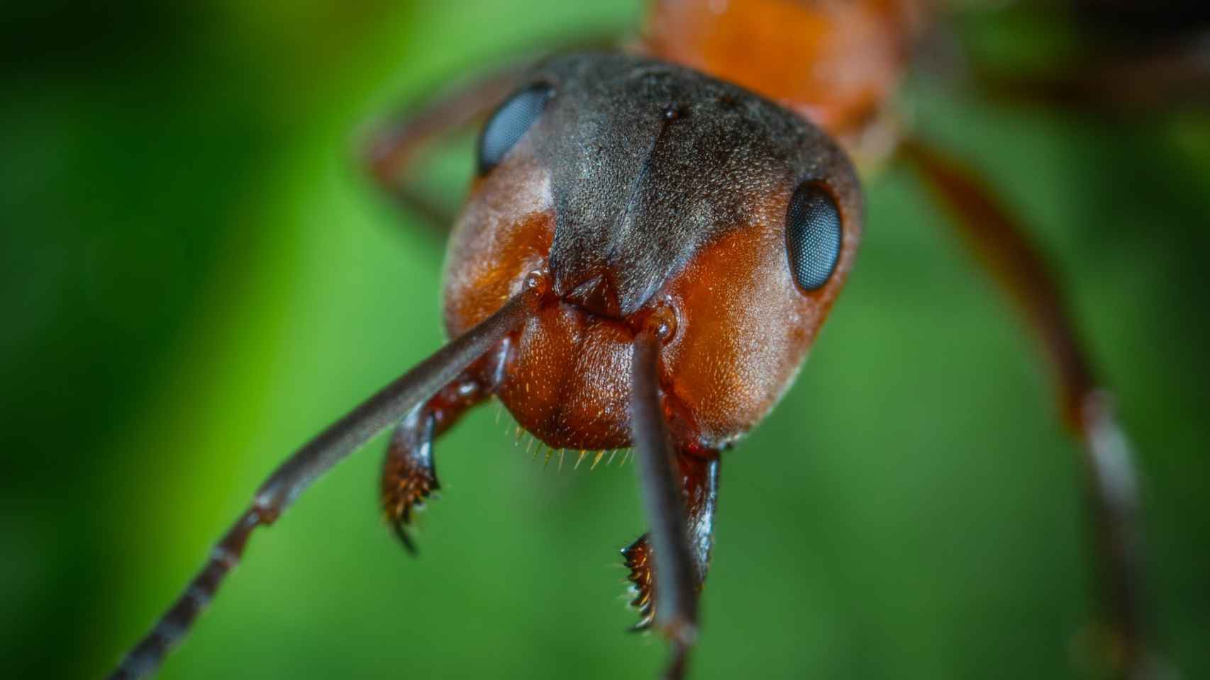 Derivación Surrey arcilla Cómo eliminar las hormigas en casa