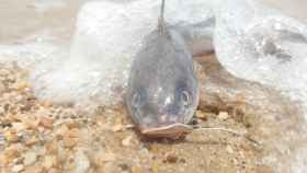 Un espécimen de pez gato parecido al que ingirió el joven