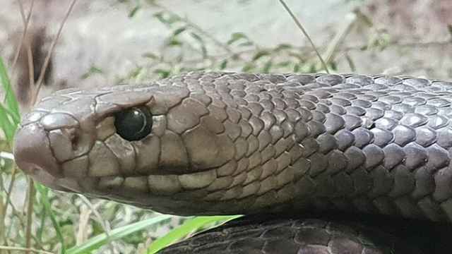 Un zoo te permite celebrar San Valentín poniendo el nombre de tu ex a una serpiente