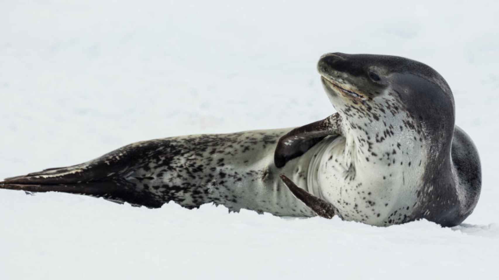 leopardo marino foca 1