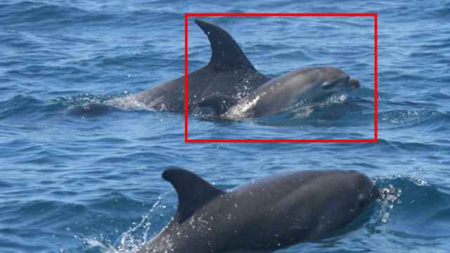 Hembra de delfín nariz de botella empujando con el morro a su cría.