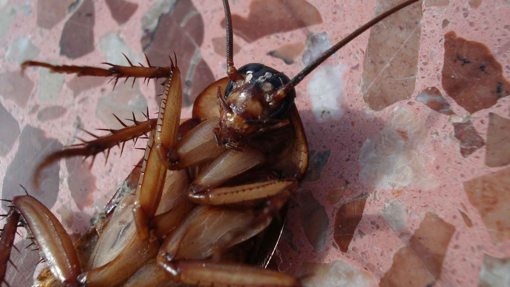 La cucarachas un insecto muy común