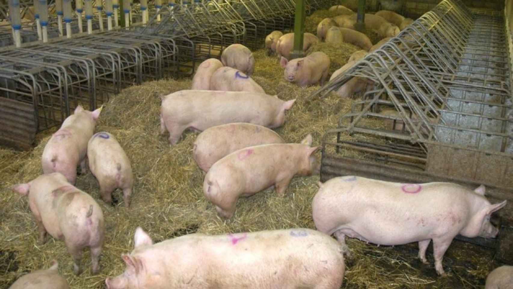 Imagen de una granja de cerdos