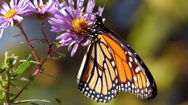 Las mariposas son uno de los insectos más afectados por esta extinción.
