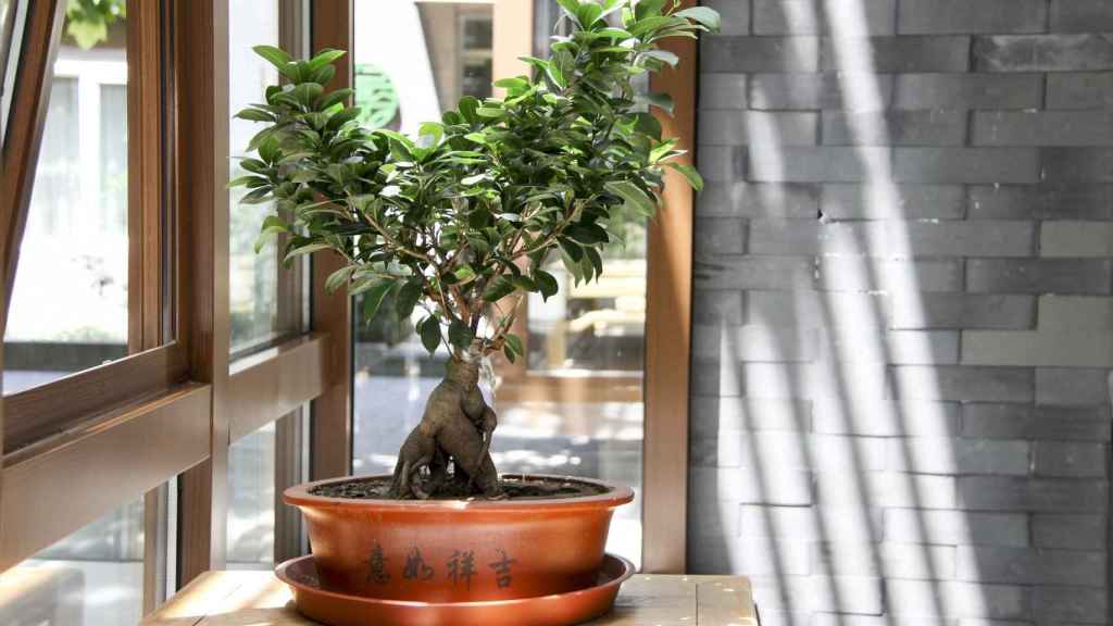 Mariscos Estadísticas maleta Cómo cuidar un bonsái y mantenerlo muchos años