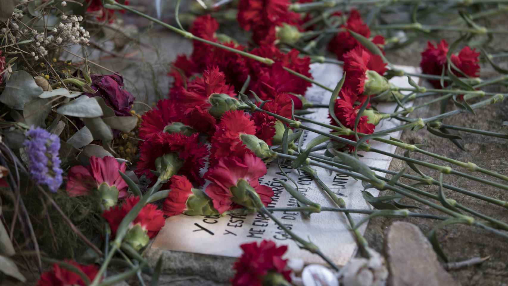 Rosas depositadas este lunes sobre la tumba de Antonio Machado.