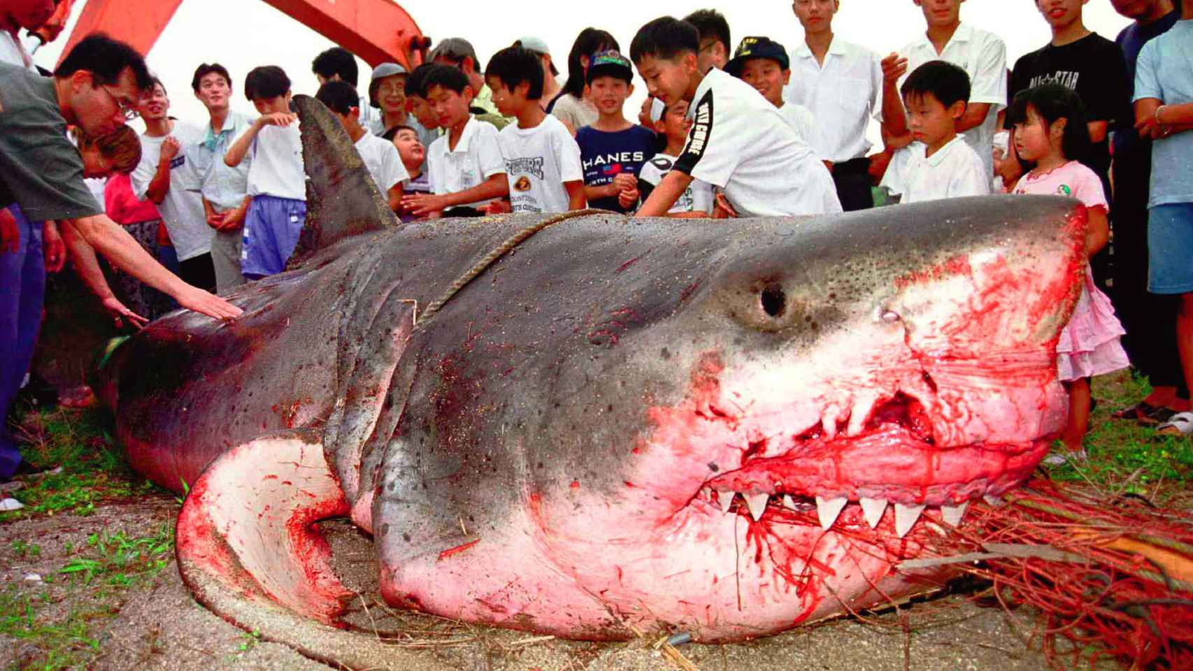 El gran tiburón blanco que mantuvo en jaque a Hikari city, en Japón, en 1999.