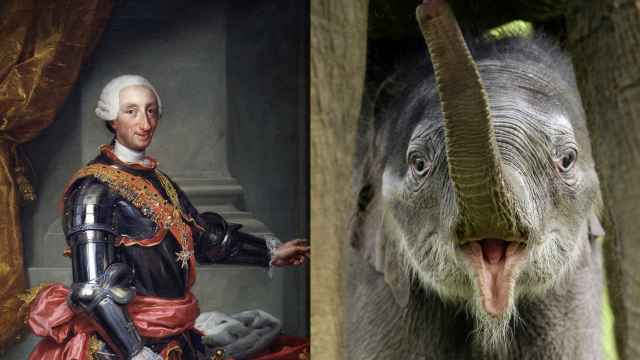 Retrato de Carlos III por Anton Raphael Mengs, y un bebé de elefante asiático.