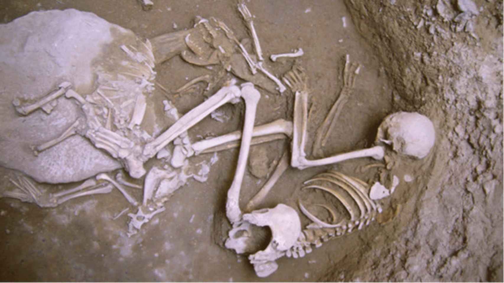 Enterramiento femenino de Minferri junto a una cabra y dos zorros. La mujer abraza al zorro hembra.