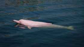 Un ejemplar de delfín rosado del Amazonas
