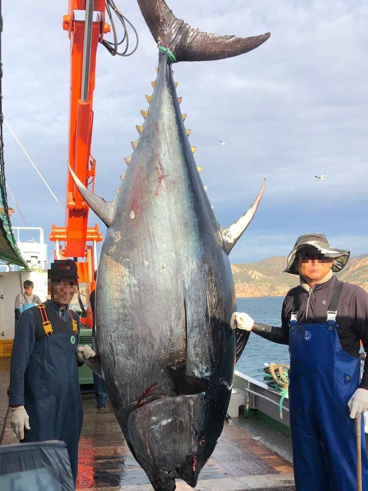 Dos pescadores japonenes junto al atún rojo de 612 kilos que pescaron el pasado diciembre en uno los viveros de la empresa murciana.