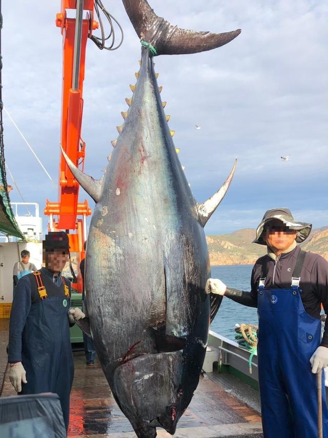 Ricardo-san, El Emperador Del Atún Rojo En Japón Es Murciano Y Pesca En 