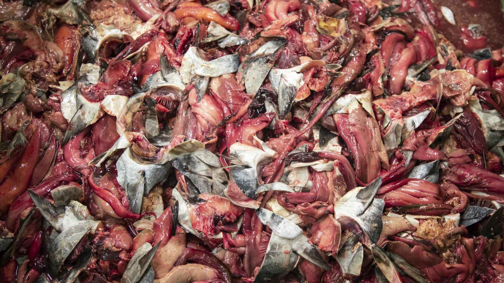 El atún rojo es conocido como cerdo del mar porque de él se aprovecha todo. En la imagen, vísceras obtenidas tras su ronqueo que se usarán para hacer harina de pescado.