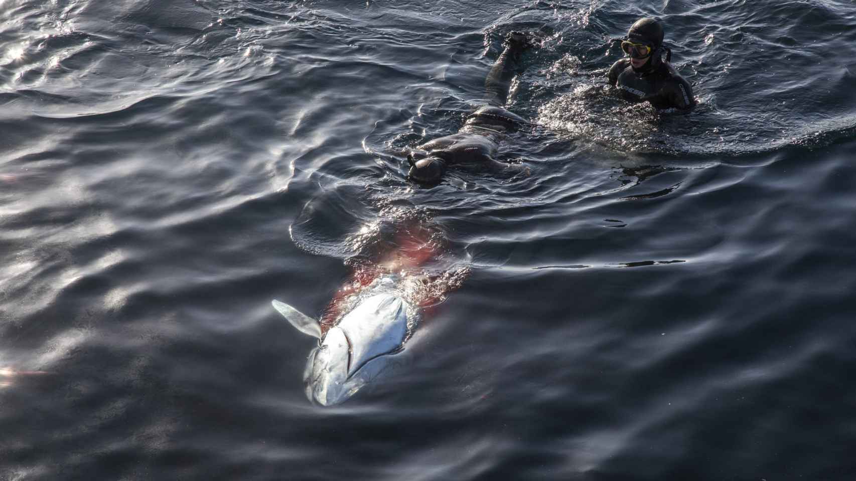 Un equipo de buzos acaban de capturar con un lupara submarina un atún rojo de una de las granjas de la empresa.