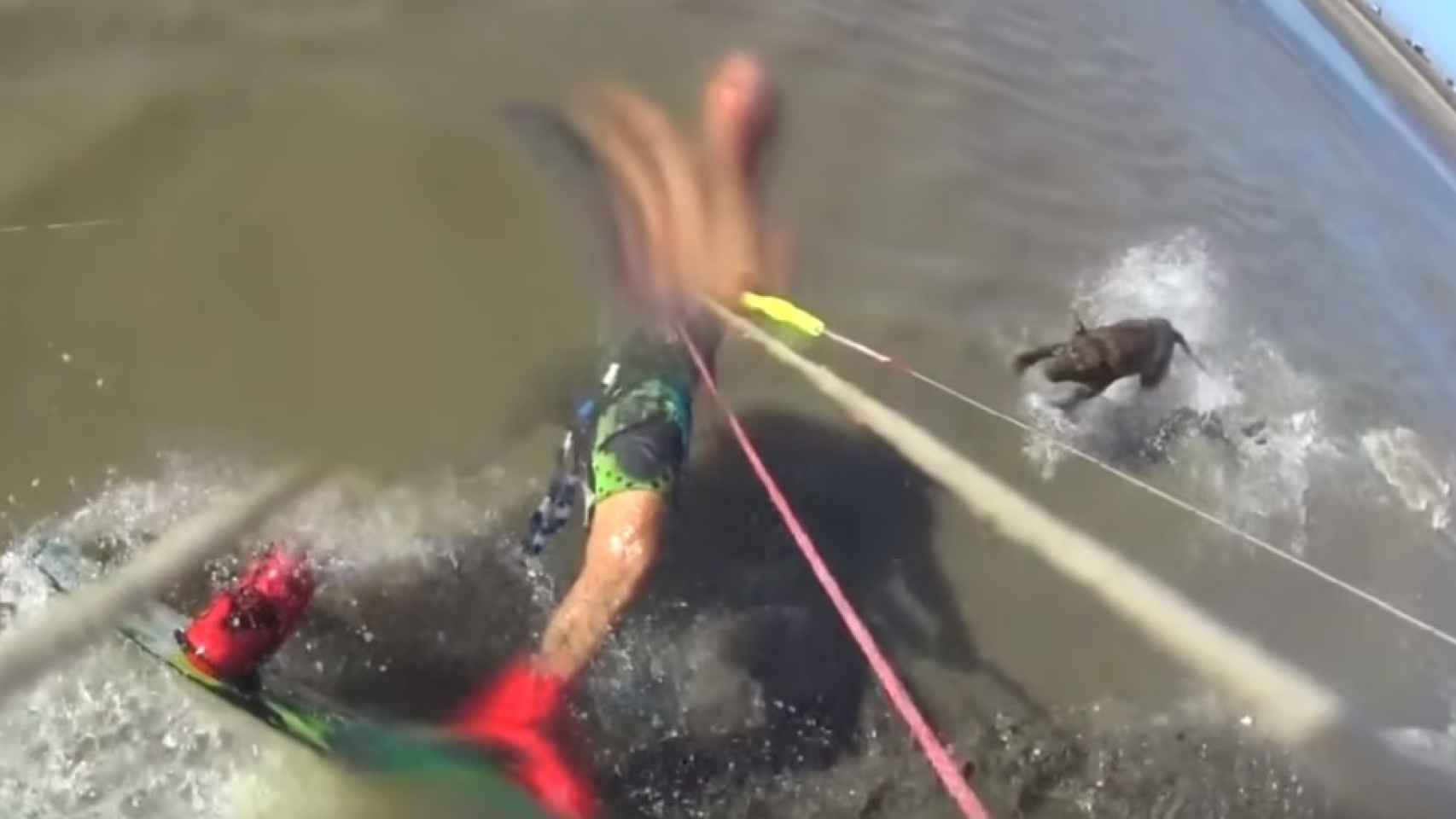 Un perro ataca a un kitesurfista y le desgarra el brazo