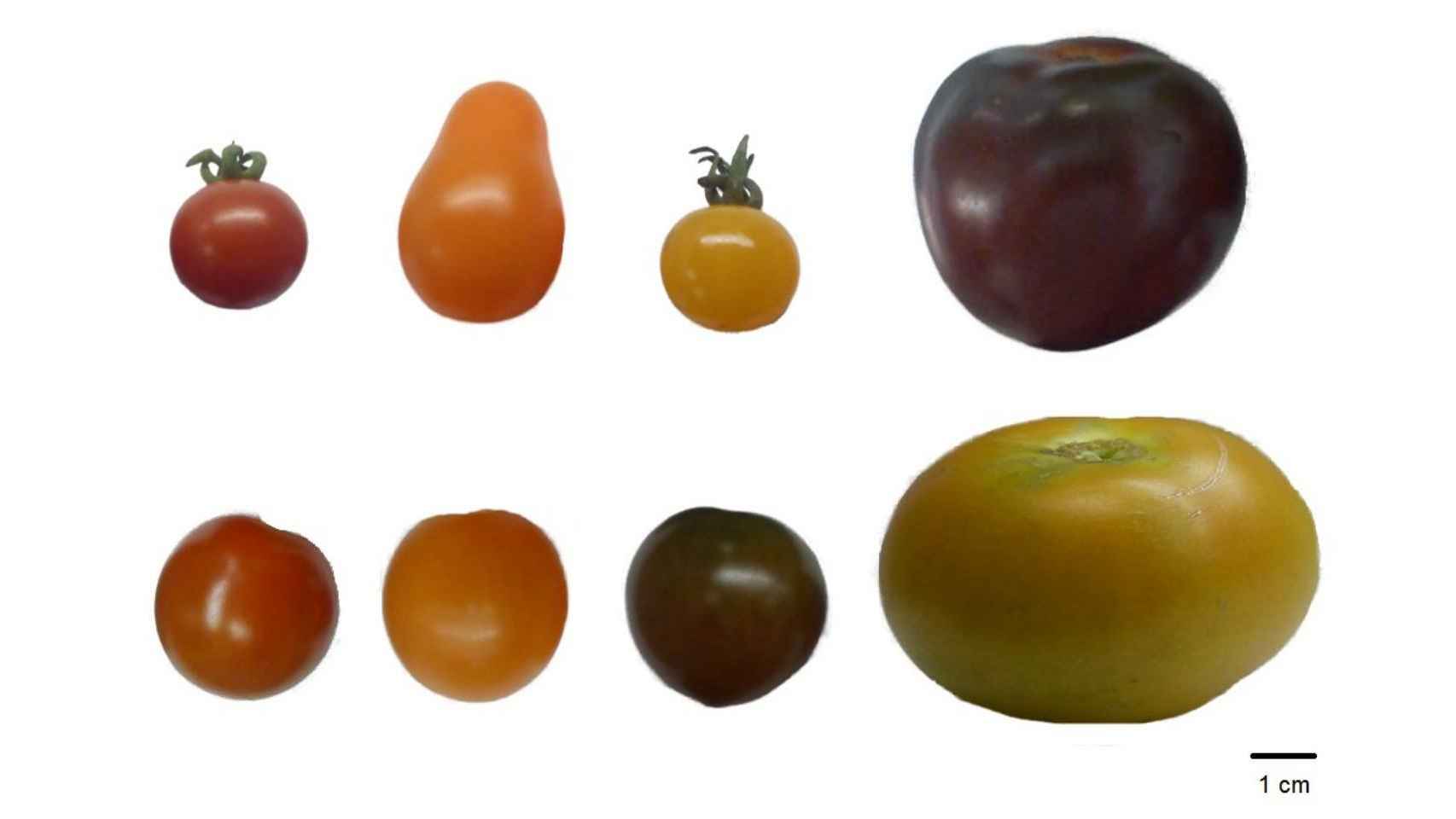 Las ocho variedades de tomate evaluadas.