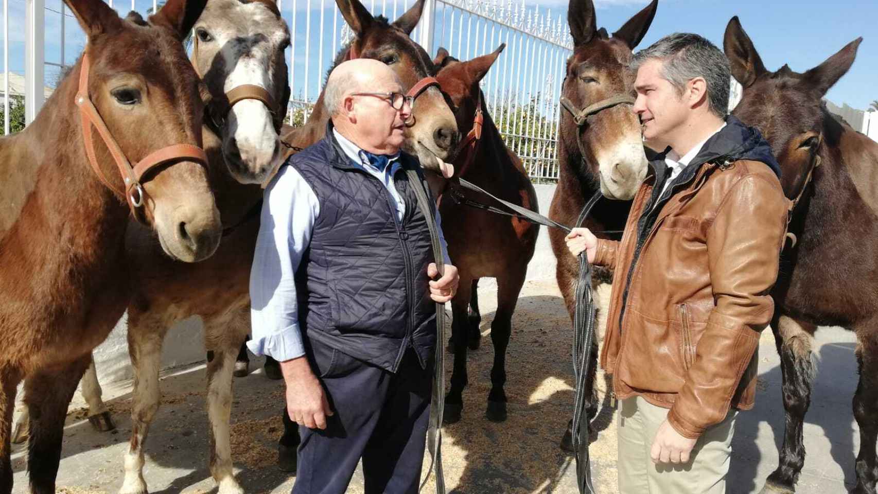 El empresario Antonio Ruiz Rojo posa junto a sus mulas en Lorca.