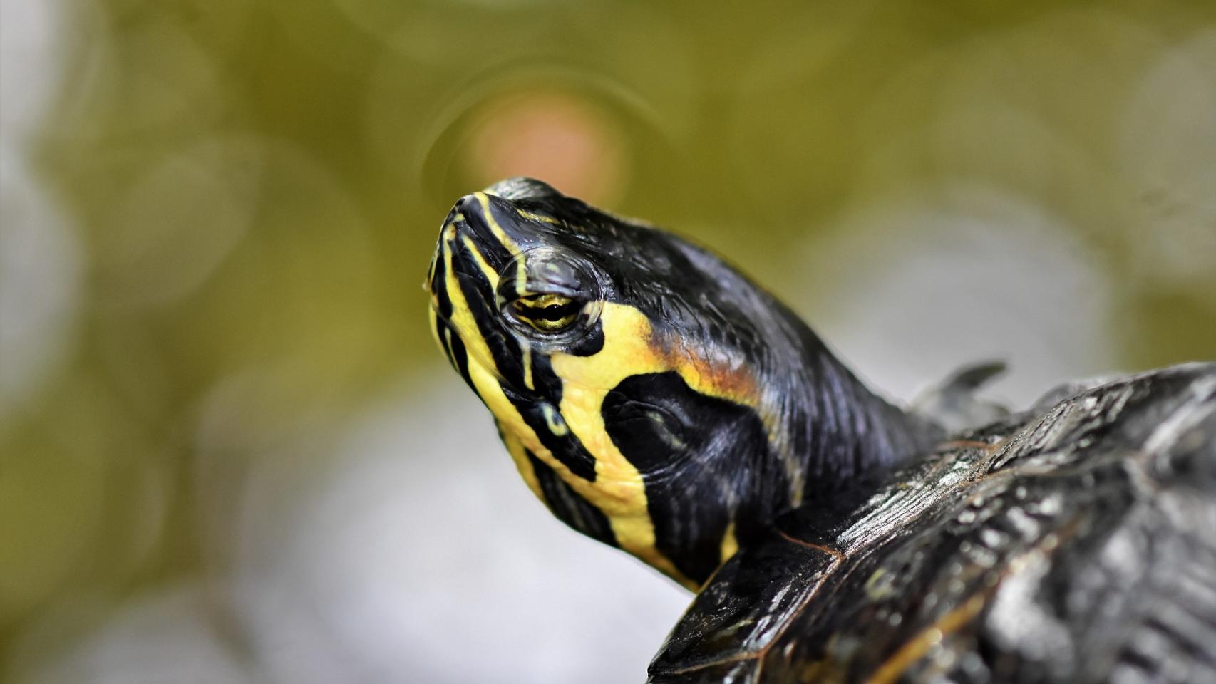 Cómo cuidar de una tortuga de agua: consejos