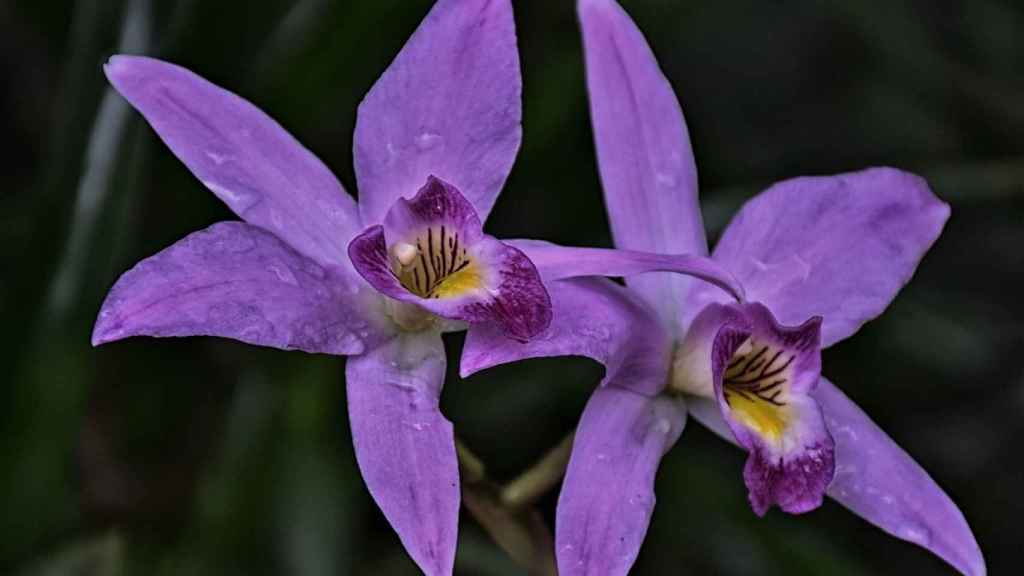 Cómo cuidar orquídeas y evitar que se marchiten