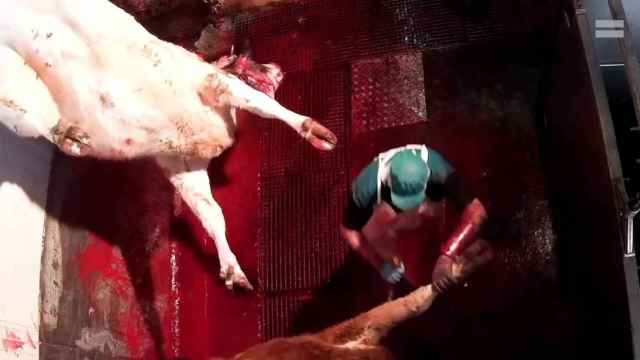 Captura del vídeo de Equalia en el que se observa como maltratan brutalmente a las vacas en un matadero de Ávila.
