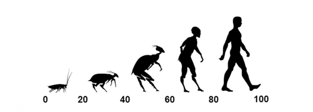 evolucion insecto