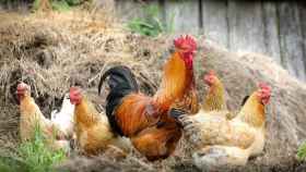 Los falsos mitos del pollo que siempre has oído