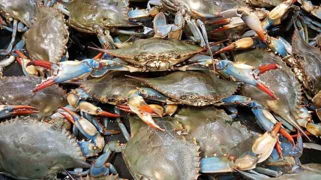La imparable invasión del cangrejo azul en el Mediterráneo