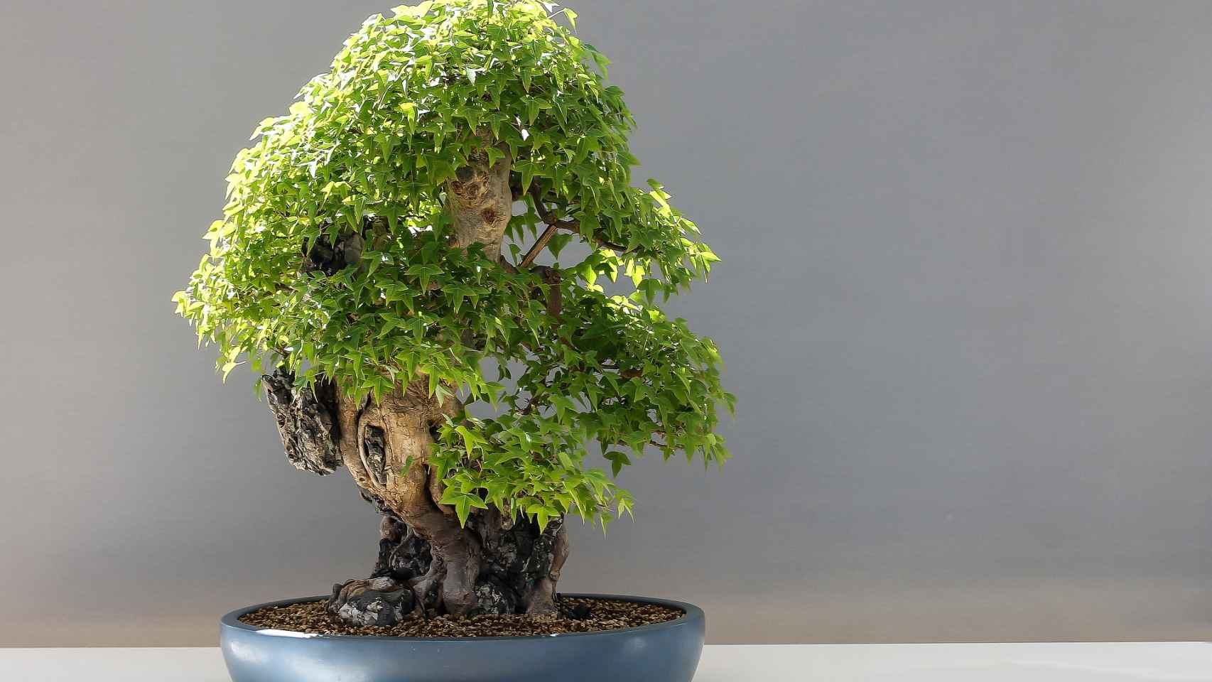 Equivalente Registrarse plato Cómo hacer un bonsái: cultivo y cuidados