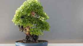 Cultivar árboles bonsái tiene más de mil años de antigüedad