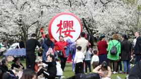 Japoneses dan la bienvenida a la primavera con los cerezos en flor.