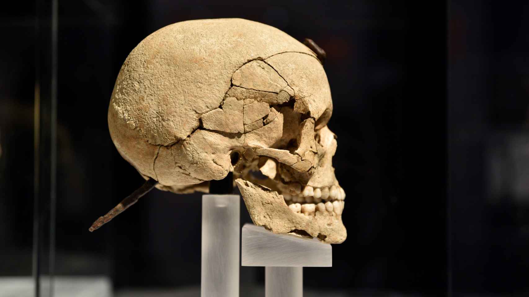 El cráneo del joven guerrero, visto de perfil.