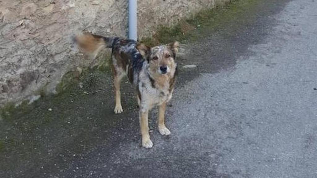 Matan y tiran a la piscina de un pueblo de León al perro del alcalde: 